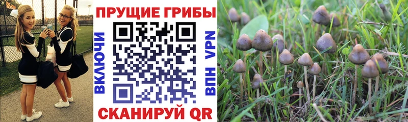 Псилоцибиновые грибы ЛСД  наркотики  Михайловск 